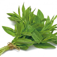 حبق