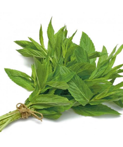 حبق