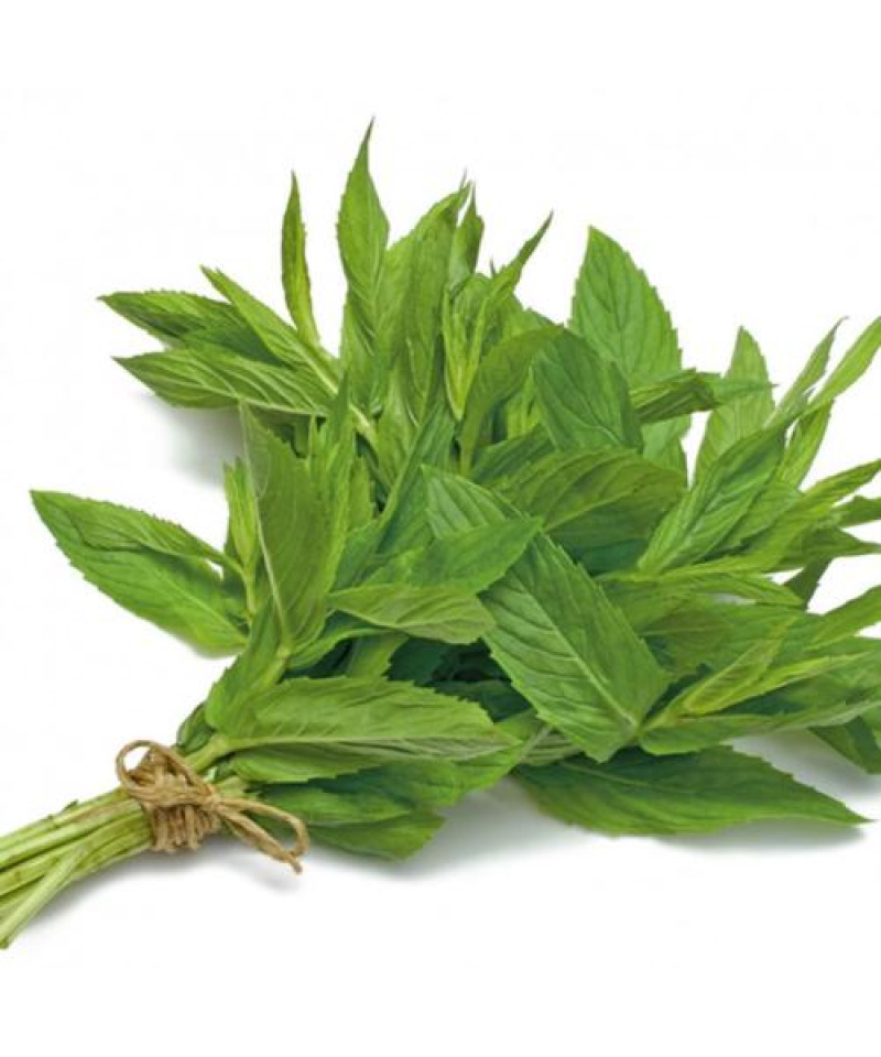 حبق