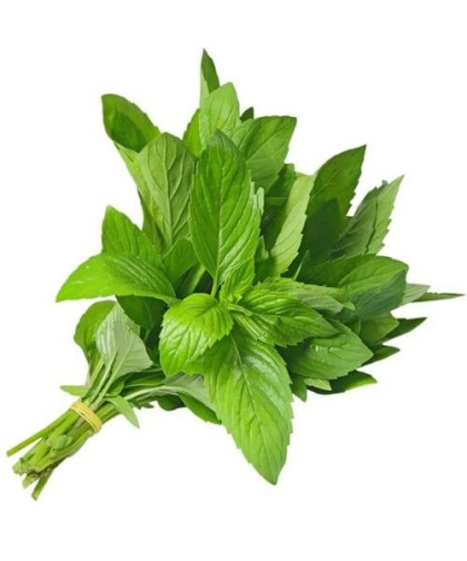 نعناع