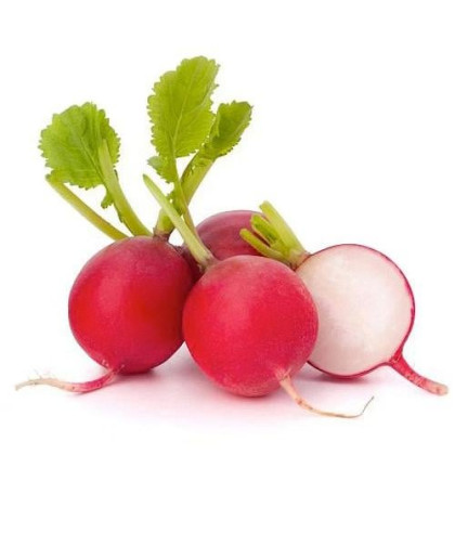 فجل احمر