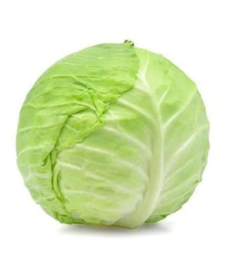 ملفوف